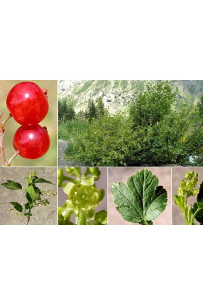 Смородина Виксне – универсальный сорт для сада.